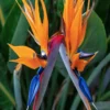 Ave del Paraíso (Strelitzia reginae)