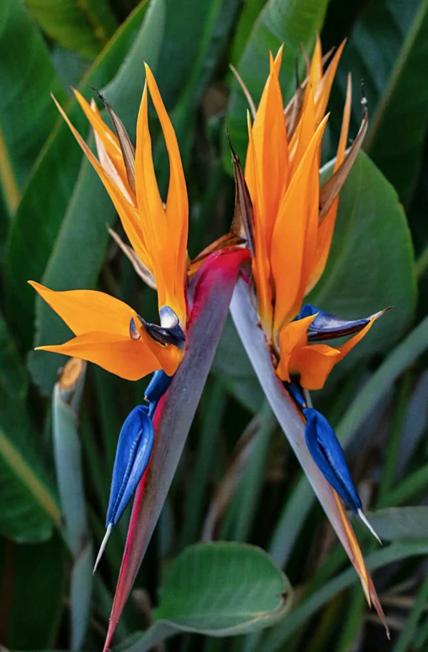 Ave del Paraíso (Strelitzia reginae)