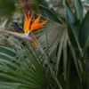 Ave del Paraíso (Strelitzia reginae)