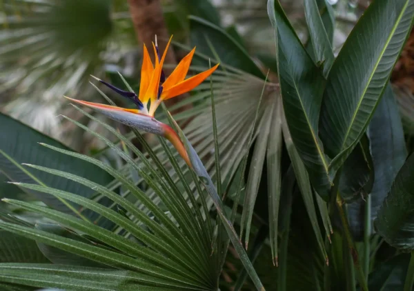Ave del Paraíso (Strelitzia reginae)