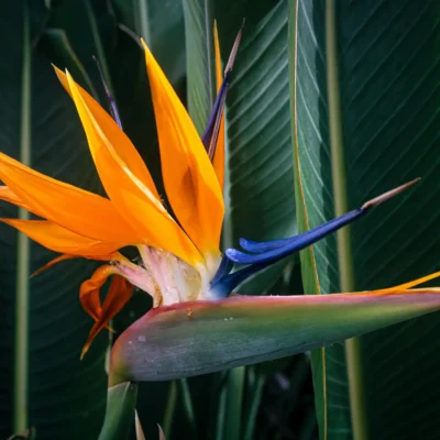 Ave del Paraíso (Strelitzia reginae)