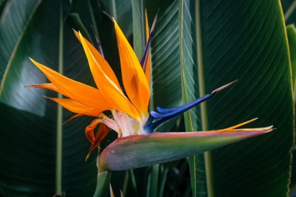 Ave del Paraíso (Strelitzia reginae)