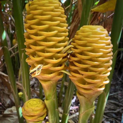 Zingiber spectabile (Maraca)