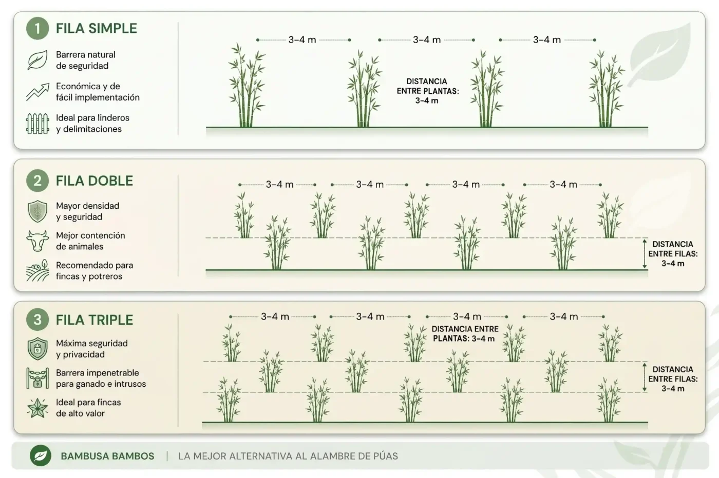 Distancias y Espaciamiento de Bambusa bambos para Cercas Vivas de Seguridad