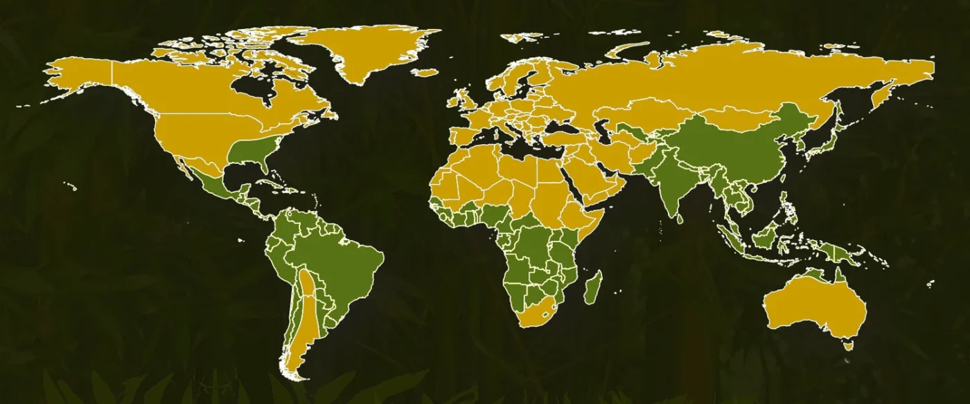 Mapa de la distribución global del bambú nativo en los cinco continentes resaltando las zonas de crecimiento natural.