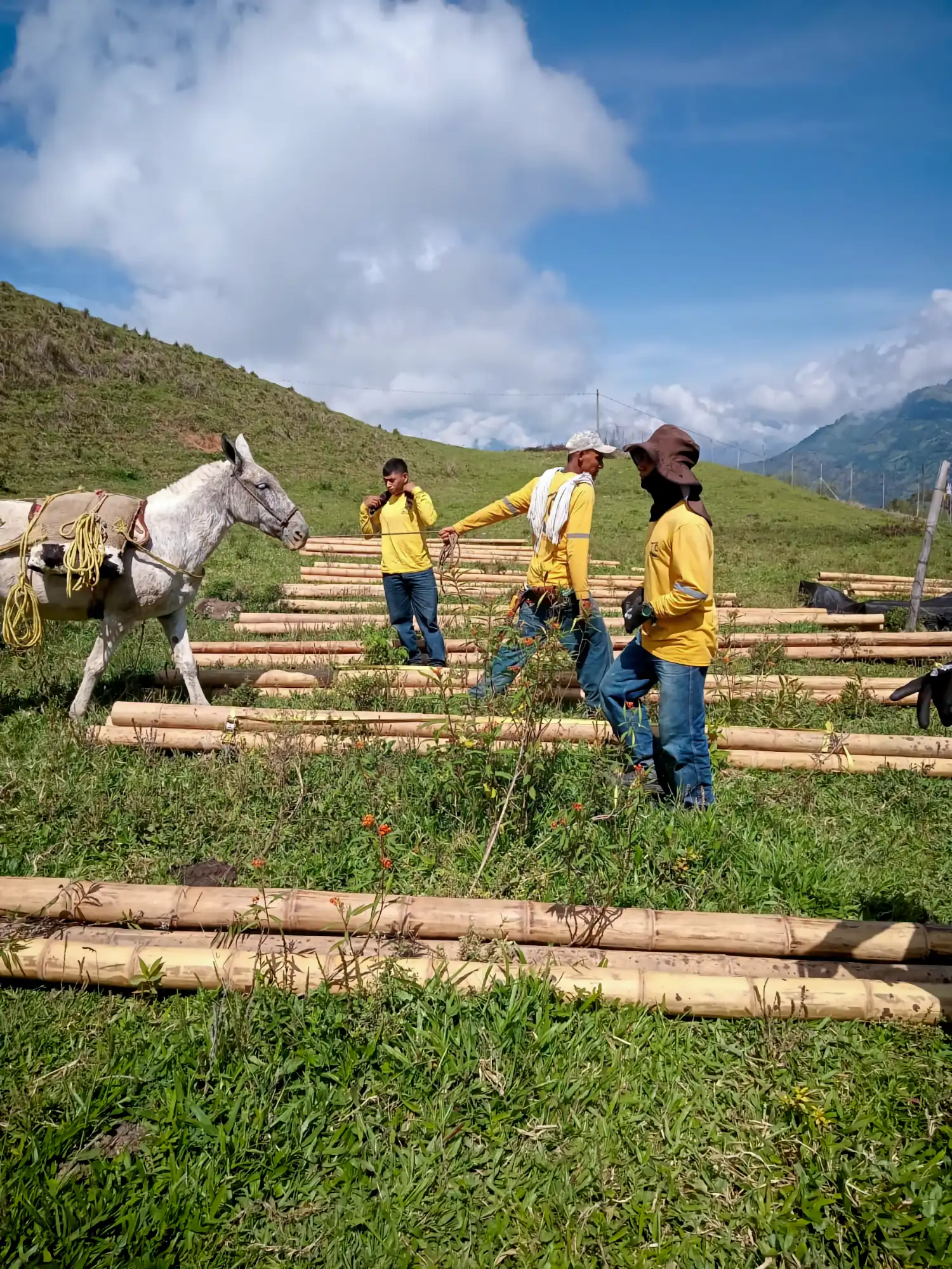 Estructuras en Guadua Bambú en el Parque Cerro Tusa