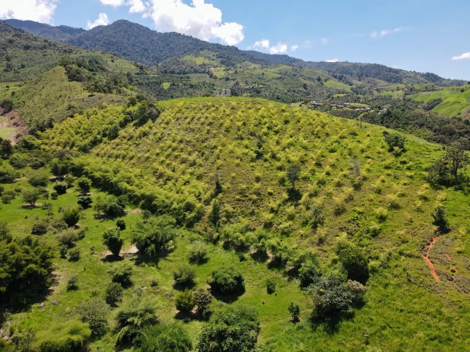 Cultivo de Guadua en el Valle del Cauca