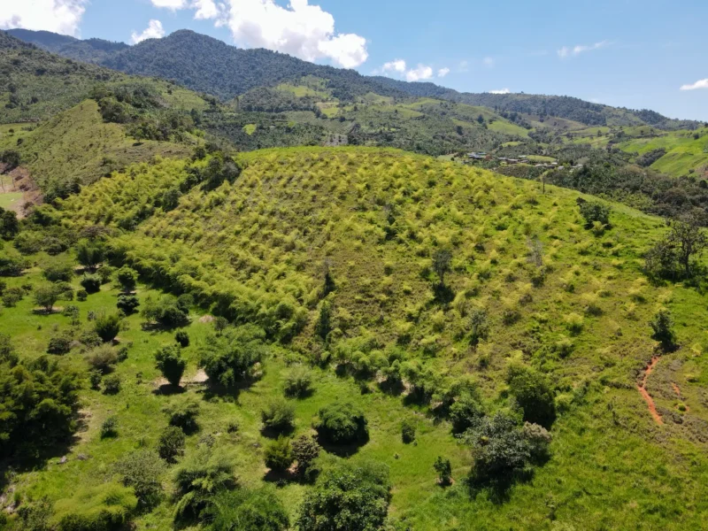 Cultivo de Guadua en el Valle del Cauca