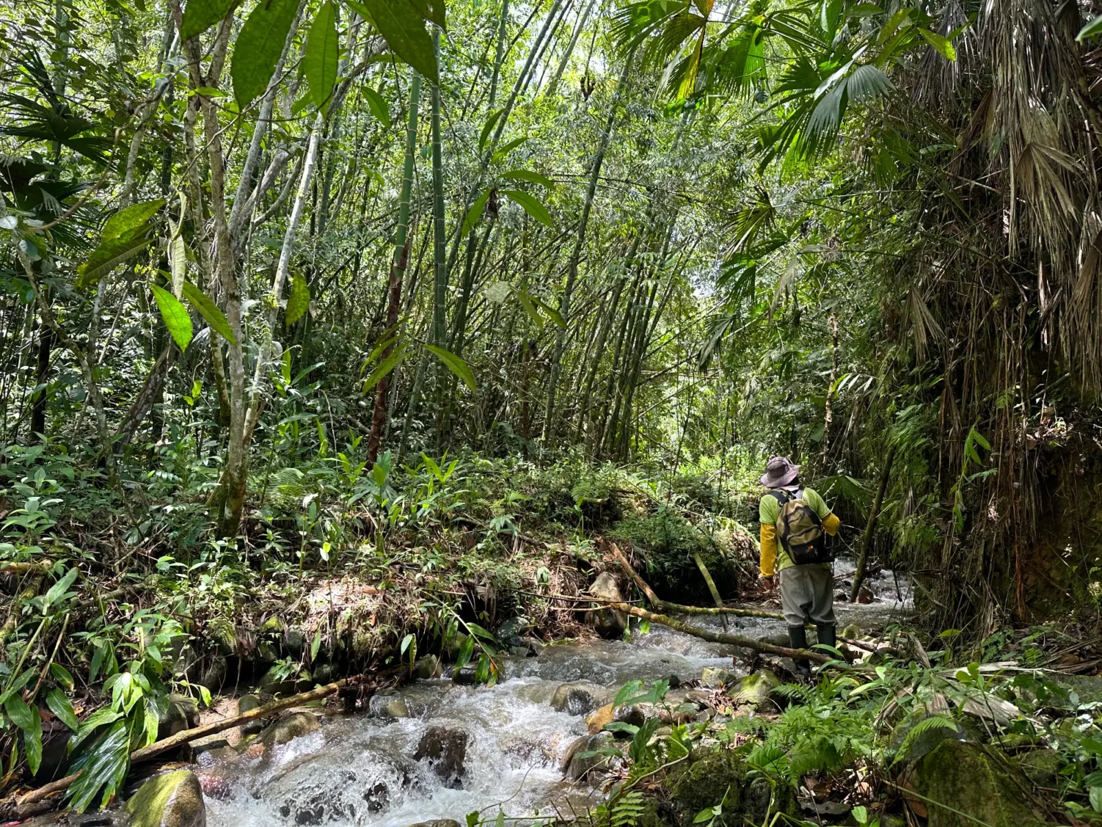 Guadua cerca a una quebrada Guadua cerca a una quebrada