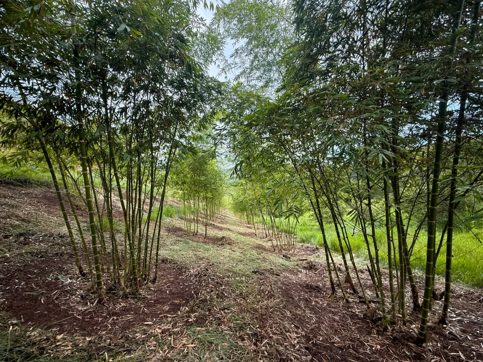 Plantación de Guadua angustifolia con mantenimiento Plantación de Guadua angustifolia con mantenimiento