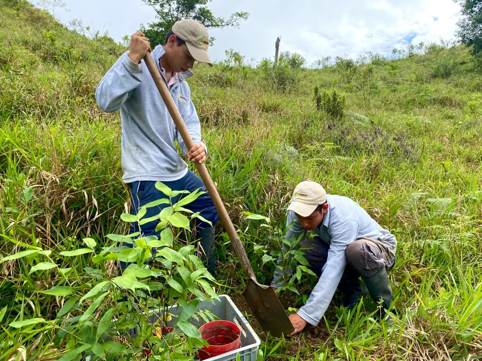 Sembrando plántulas de Guadua angustifolia en una ladera en Colombia Sembrando plántulas de Guadua angustifolia en una ladera en Colombia