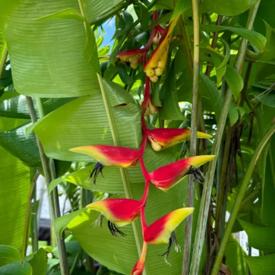 Heliconia platystachys